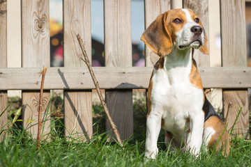 young beagle (17 weeks) sits at the garden fence and enjoys the sun
