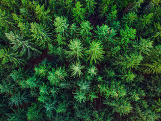 Aerial view image of green forest of pine trees