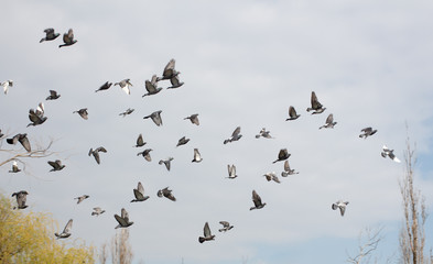 Doves Flying Above City Park
