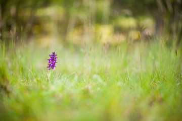 Orchis morio. Orchid in nature in the Czech Republic. Wild nature. A very rare plant. Plant...