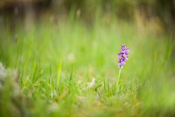Obraz premium Orchis morio. Orchid in nature in the Czech Republic. Wild nature. A very rare plant. Plant photographed in the morning. The sun in the photo. Beautiful nature. Wild orchids on the morning meadow. Nat