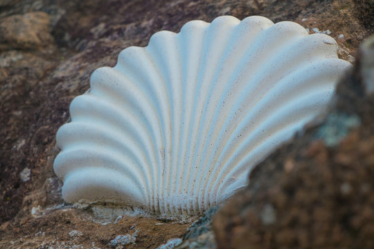 Jakobsmuschel Pilgerzeichen