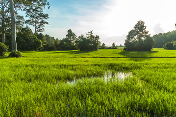 scenery of a ricefield in Siam Reap, Camboia.