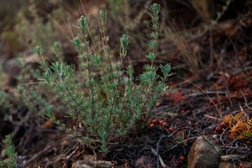 Thymian in freier Natur auf felsigem Boden