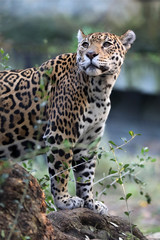Obraz premium Jaguar