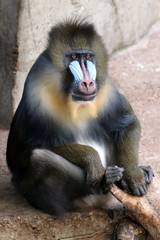 Mandrill