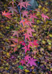 Obraz premium Autumn leaves in Japanese garden