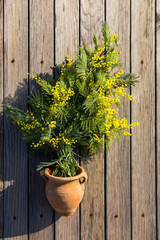 A bouquet of yellow mimosa flowers in a clay vase. A bouquet of flowers on a wooden background. A symbol of spring.