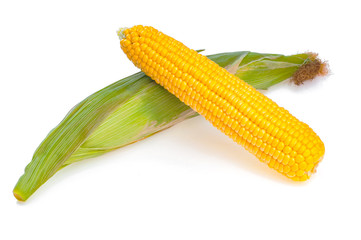 Yellow sweet ear of corn with another not peeled, isolated on white