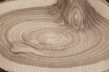 Tree-rings of pine trunk cut, Closeup. Natural background. Copy space.