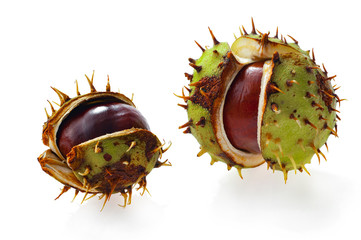 Horse-chestnut (Aesculus) on a white background.