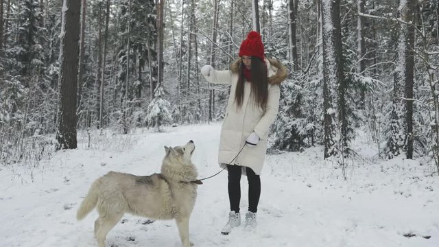 playful nice siberian husky trying to get some food from laughing girl or young woman in the snowy winter forest or park