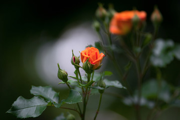 closeup view of pink rose flowers in the garden. Shallow depth of field