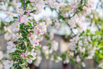 Background with apple flowers