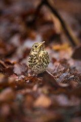 Fototapeta premium Turdus philomelos. It is spread throughout Europe. Wild nature of Czech. Bird in leaves. Young. Free nature. From bird life. Beautiful picture. Spring nature. Forest. Czech Republic. Color image.