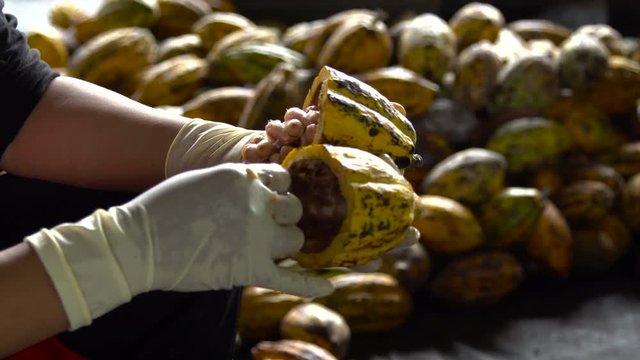Cocoa beans and cocoa pod on a wooden surface.