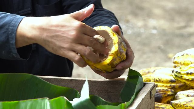 Cocoa beans and cocoa pod on a wooden surface.