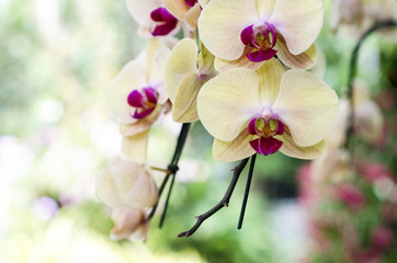 Fototapeta na wymiar Orchid flower with blurred background