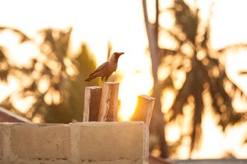 Crow standing on log in Stone Town, Zanzibar Island, Tanzania. Zanzibar daily life.