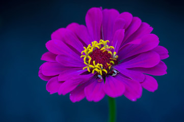 Purple zinnia flower against blue background in a park