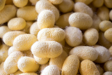 Closed up of group yellow cocoon of silk worm background