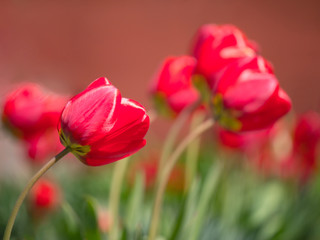 Fresh tulips Glade. Red tulips background. Group of red tulips in the park. Spring landscape.