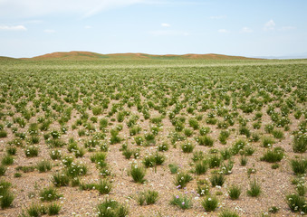 Steppe in spring in flowers.