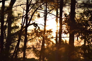 Sunlight pass through the trees