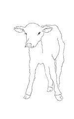 schwarz weiß illustration eines kalbs