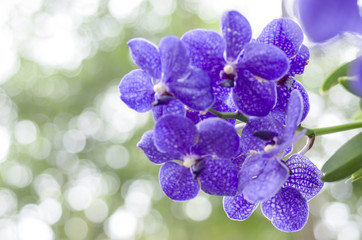 Naklejka premium Orchid flower with blurred background