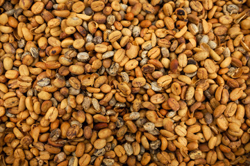 Background of coffee luwak beans close up. Most expensive coffe in the world