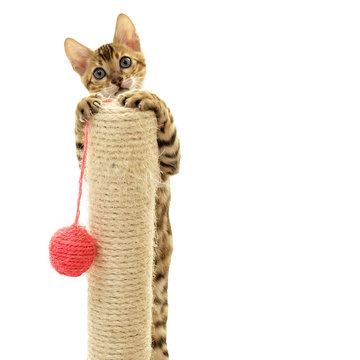 Bengal cat kitten climbing a scratch post