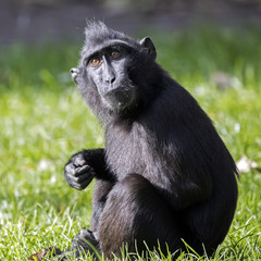 Sulawesi crested macaque