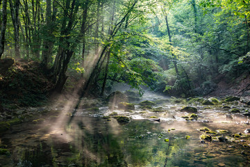 Fototapeta na wymiar Sunbeam in the picturesque forest shines on the water surface of the stream through the foliage