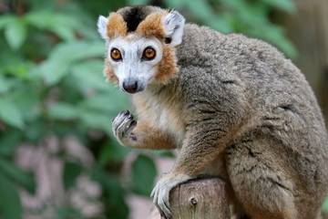 Crowned lemur portrait