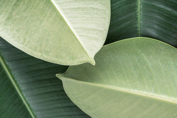 Green tropical background with palm ficus elastica leaves