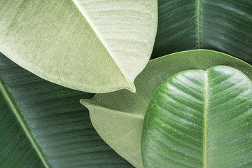 Green tropical background with palm ficus elastica leaves