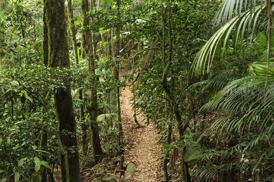 Jungle hiking in Brazil