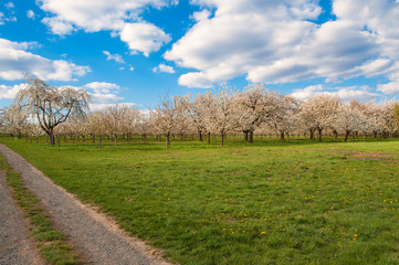 Sonniger Tag und Kirschbäume