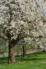 Blühender alter Kirschbaum