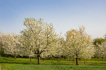 Fototapeta premium Kirschbäume in der Blüte