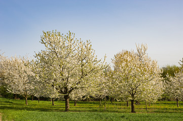 Kirschbäume in der Blüte