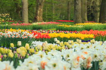 Frühling im Keukenhof in Lisse, Holland