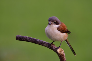 Amazed chubby brown back white chest grey head and puffy feahers perching on tree branch in early morning low lighting condition, Burmese Shrike (Lanius collurioides)