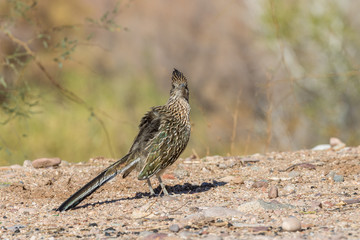 Roadrunner in the Arizona Desert