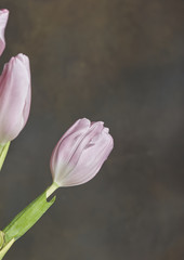 Obraz premium Tulips