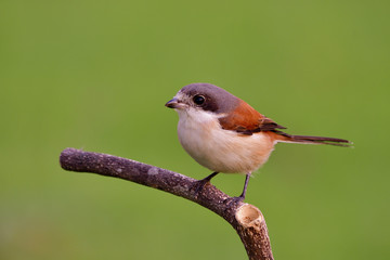 Beautiful chubby brown back with grey head and big eyes bird perching on branch showing its chest...