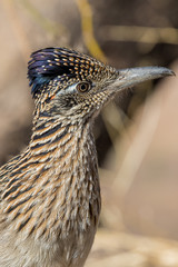 Roadrunner in the Arizona Desert