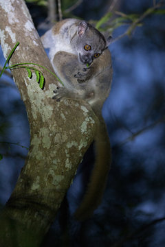 Ankaran Sportive Lemur, Lepilemur ankaranensis, a rare endemic lemur is nocturnal, in the reserve Tsingy Ankarana, Madagascar