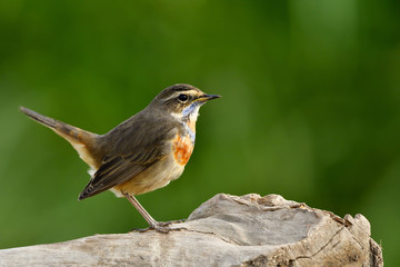 Chubby brown bird with blue and orange feathers on its neck, Bluethroat (Luscinia svecica) perching on log fully tail lifted, amazed nature